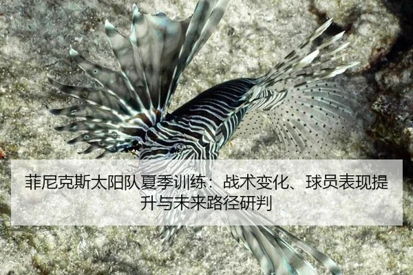 fei-ni-ke-si-tai-yang-dui-xia-ji-xun-lian-zhan-shu-bian-hua-qiu-yuan-biao-xian-ti-sheng-yu-wei-lai-lu-jing-yan-pan-2-955.jpg
